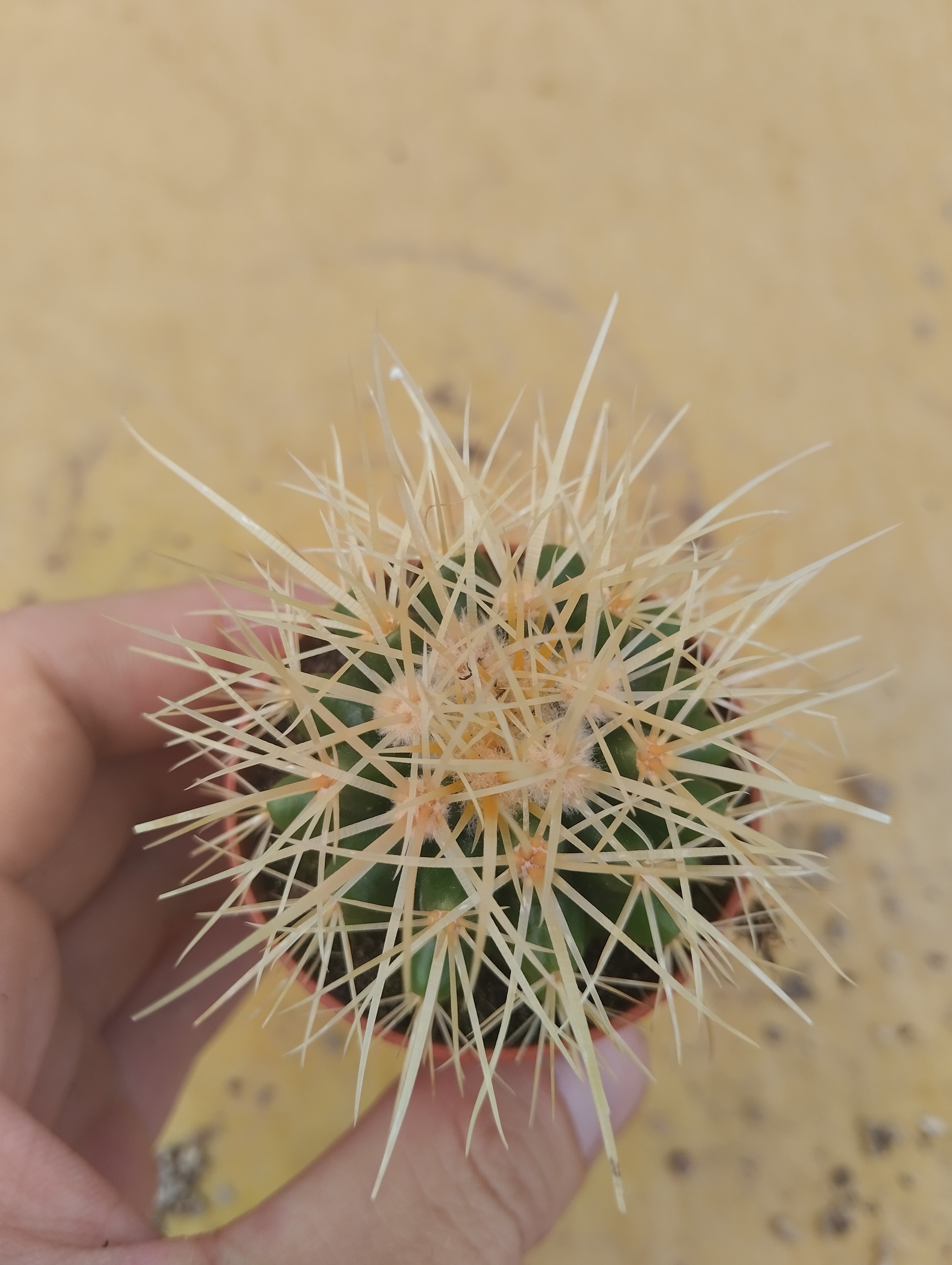 What to do with plants purchased in supermarkets - My, Houseplants, Plants, Cactus, Hobby, Score, Succulents, Rot, Network shops, Longpost, Plant diseases