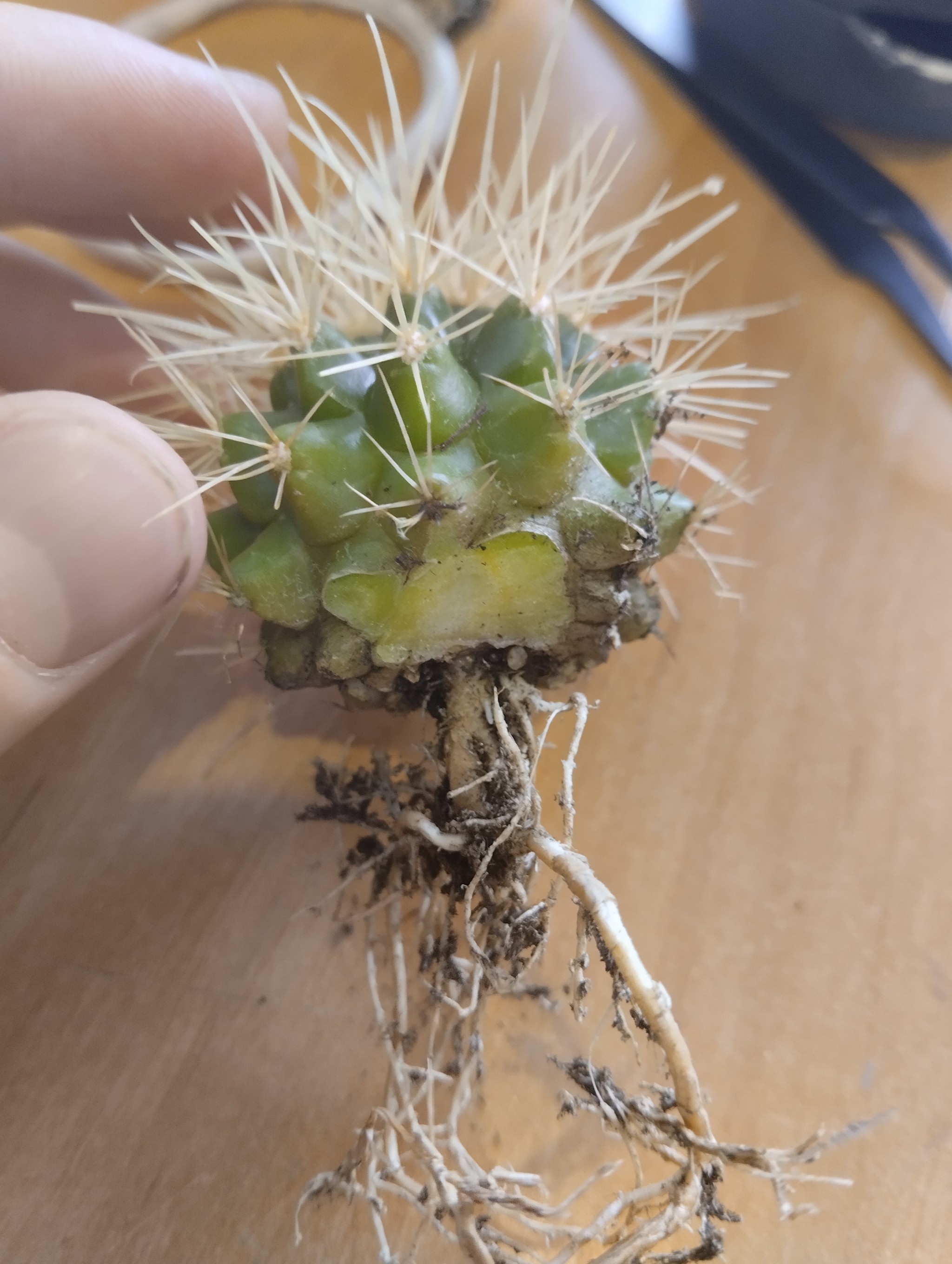 What to do with plants purchased in supermarkets - My, Houseplants, Plants, Cactus, Hobby, Score, Succulents, Rot, Network shops, Longpost, Plant diseases