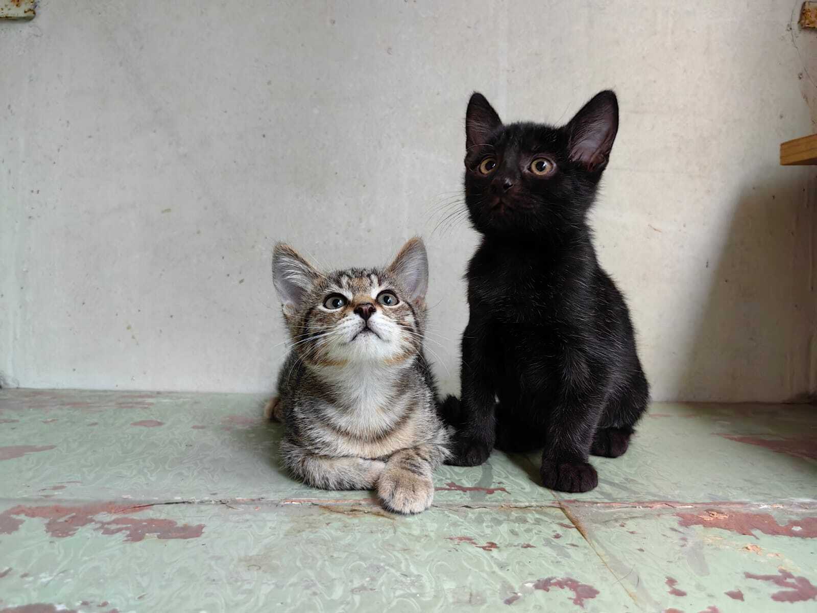 Luxurious eared kittens: black and gray in good hands - Kittens, In good hands, cat, Cat lovers, Black cat, Pet the cat, Homeless animals, Moscow, Longpost