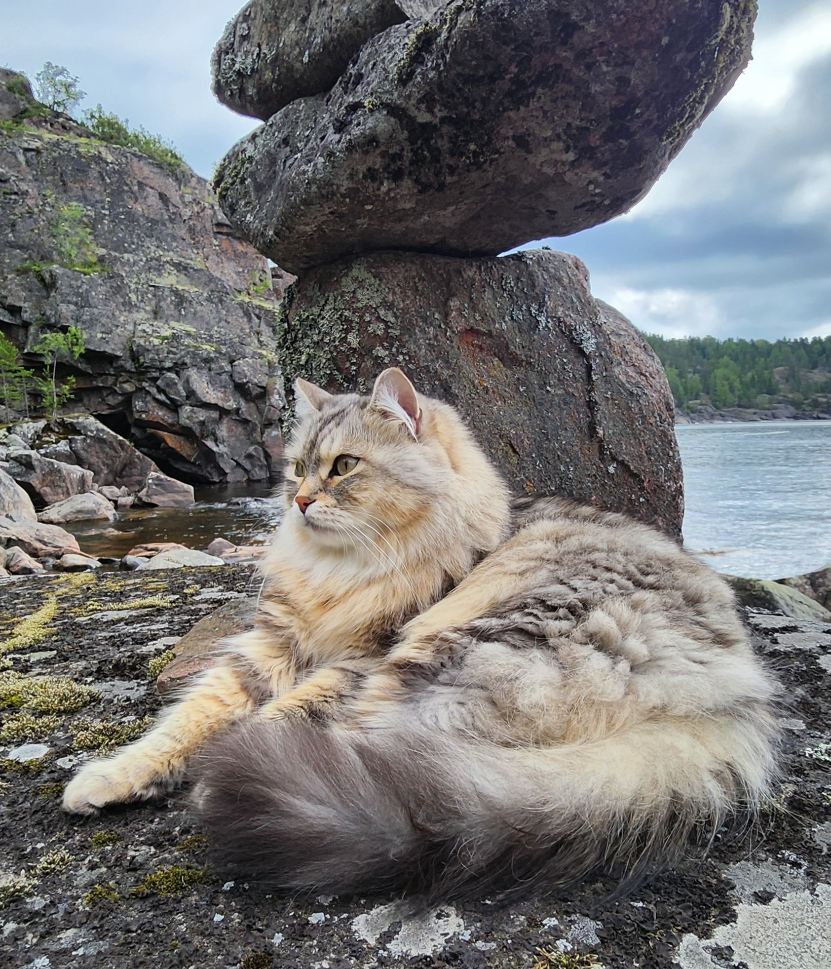 Kitty on the third Ladoga campaign - My, cat, Hike, Video, Vertical video, Longpost