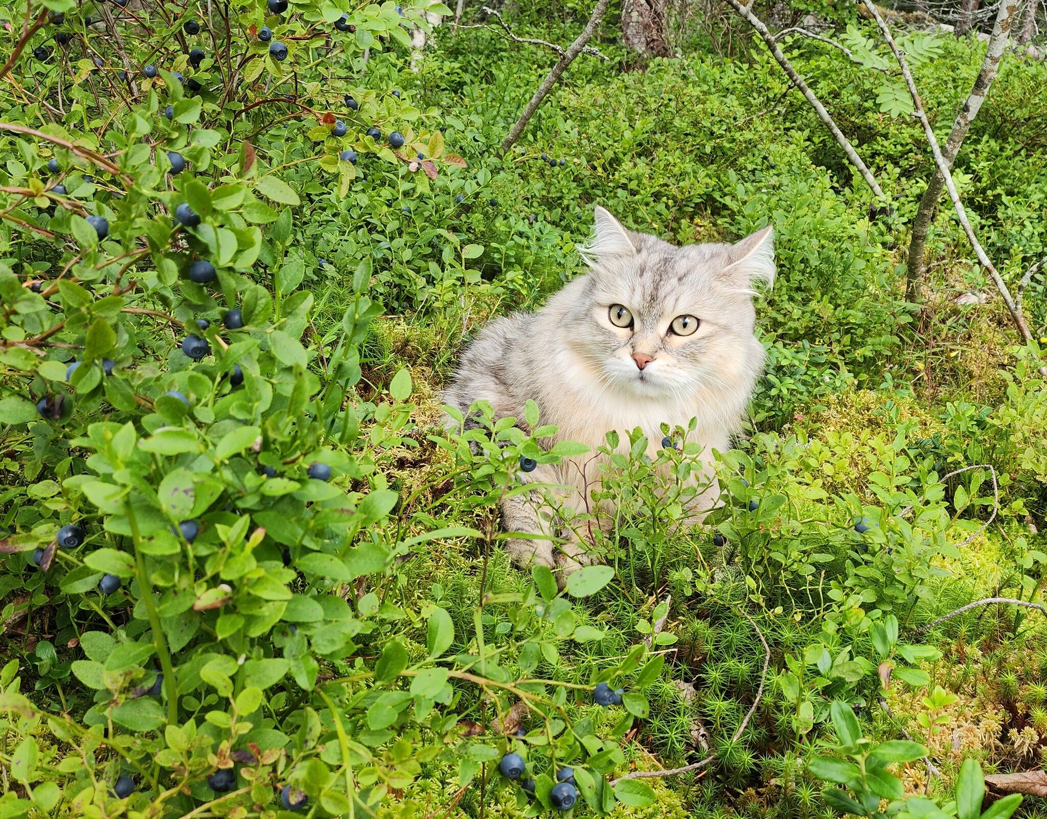 Kitty on the third Ladoga campaign - My, cat, Hike, Video, Vertical video, Longpost