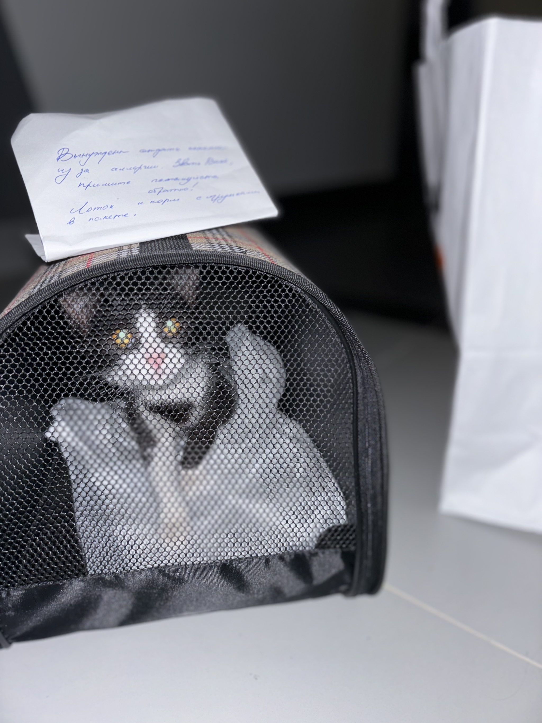 We returned the kitten this way - cat, Cat family, Help, Kindness, Kittens, In good hands, Moscow, Pets, Homeless animals, Moscow region, Happiness, Volunteering, Values, Cat lovers, Longpost, A wave of posts