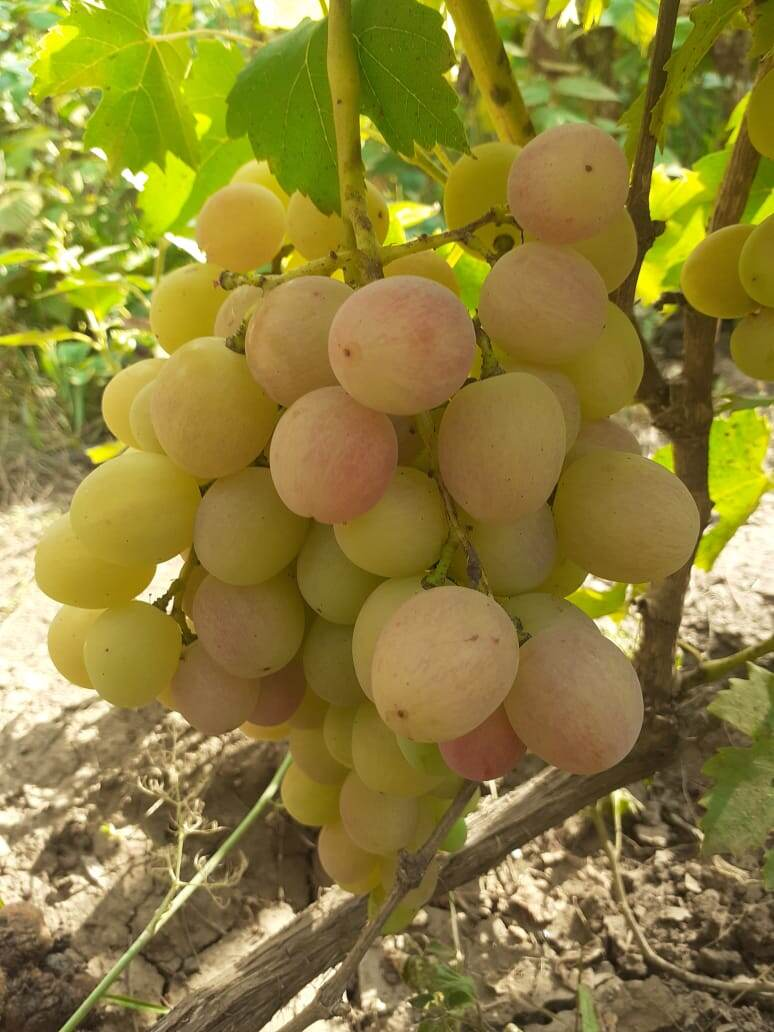 What is the difference between the simple and harmonious taste of grapes? The chief agronomist tells - Garden, Dacha, Gardening, Garden, Grape, Vineyard, Agronomist, Summer residents, Telegram (link), Longpost