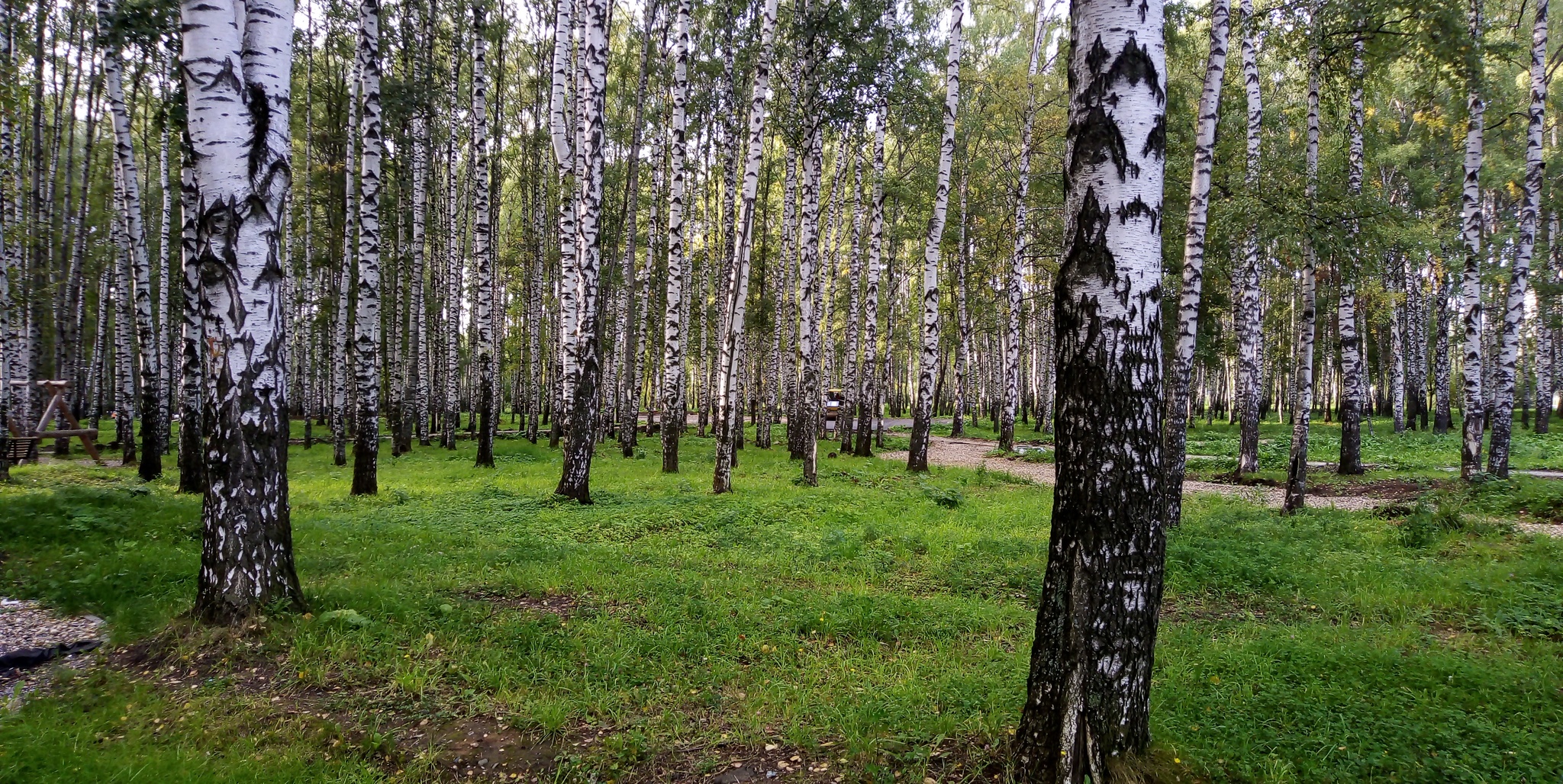 Berezonki - My, Summer, beauty, Birch, Beautiful view, Grass