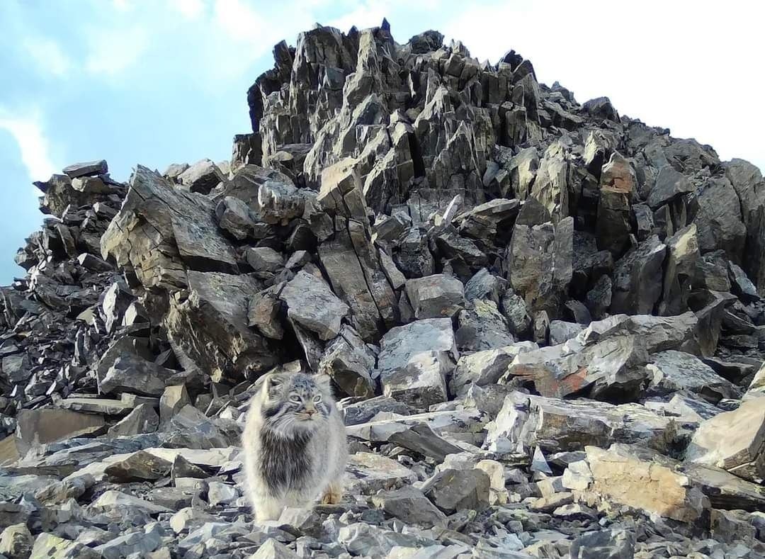 Photo-trap Pallas cat, natural - Wild animals, Cat family, Predatory animals, Small cats, Phototrap, Pallas' cat, Altai Republic, wildlife, Telegram (link), Longpost