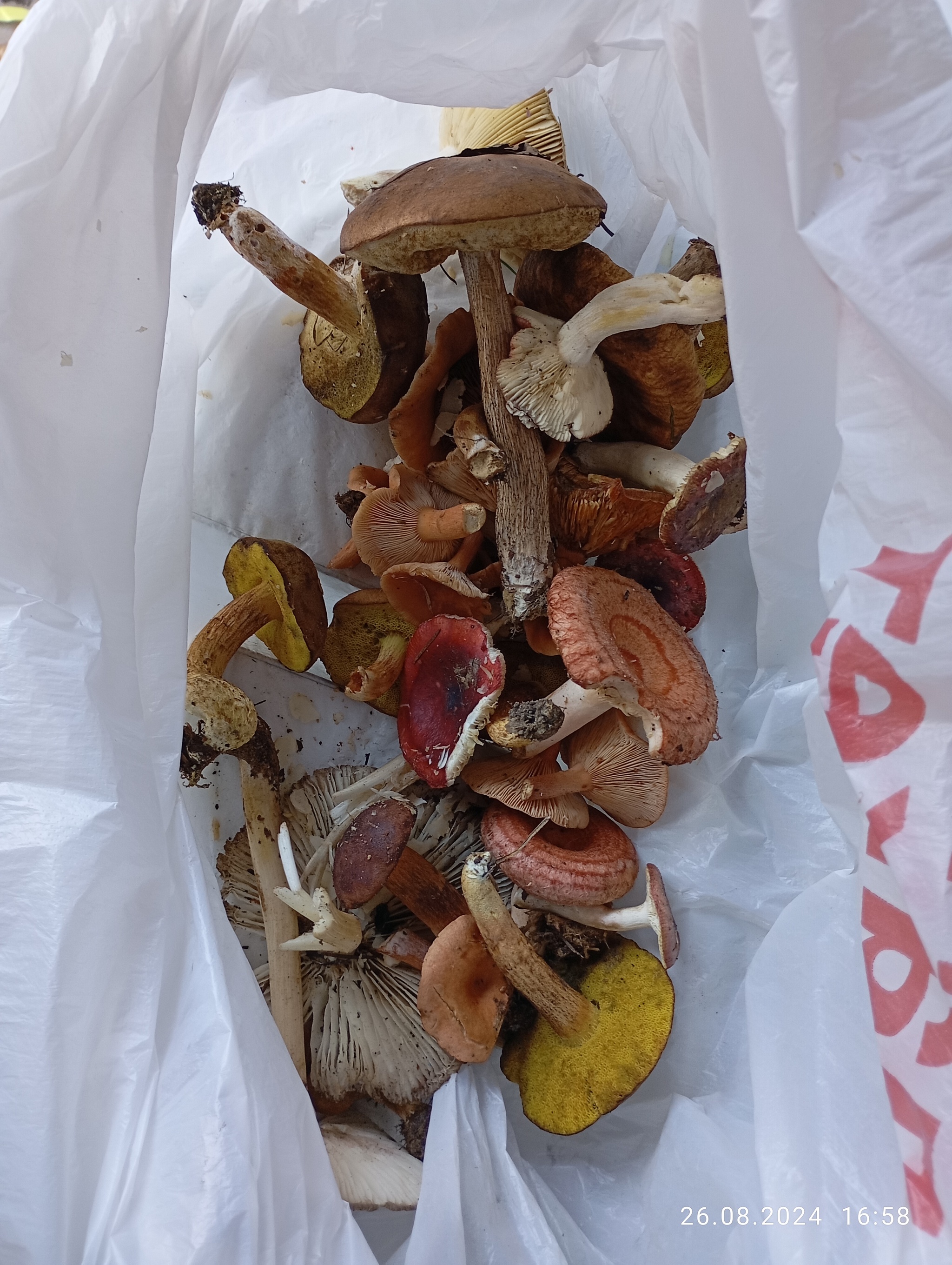 Help identify mushrooms - My, Mushrooms, Silent hunt, Saint Petersburg, Forest, No rating, Longpost