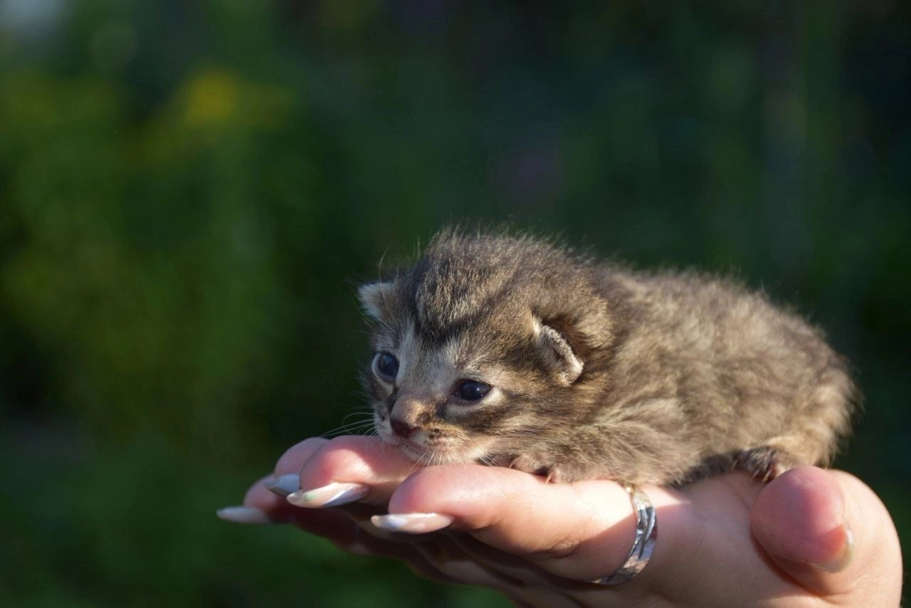 St. Petersburg, a kitten without a paw is looking for a home tel 79697362346 - Helping animals, In good hands, Kittens, cat