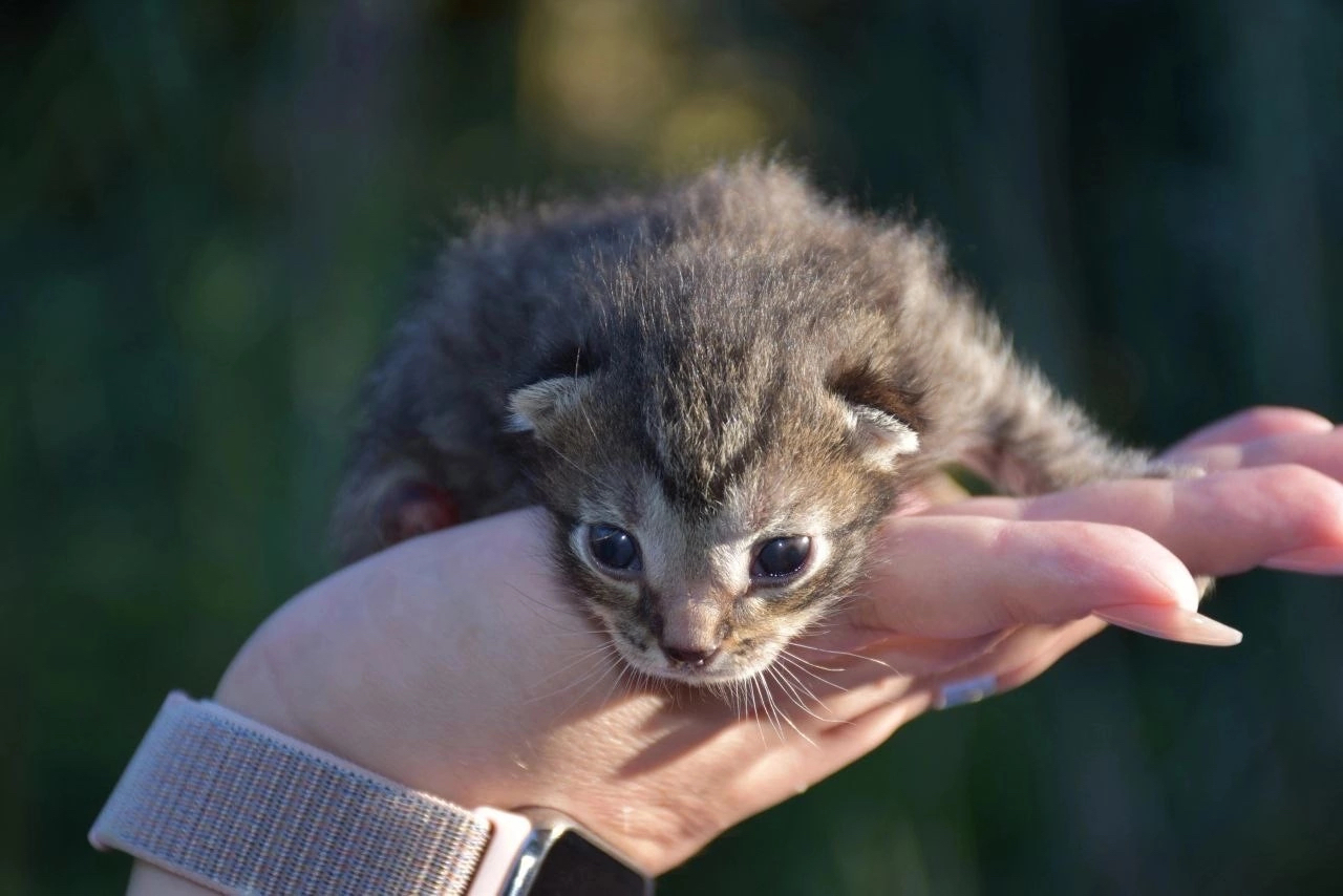 St. Petersburg, a kitten without a paw is looking for a home tel 79697362346 - Helping animals, In good hands, Kittens, cat