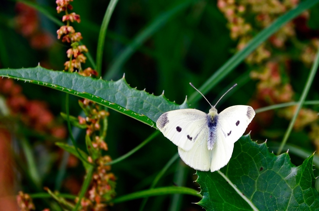 Butterfly Belyanka - My, The photo, Netherlands (Holland), Nature, Butterfly