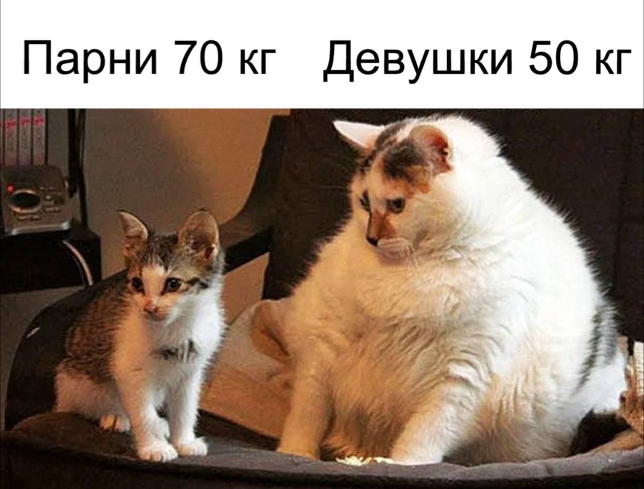 How do they do it? - Picture with text, Humor, cat, Men and women, Difference, Excess weight, Telegram (link)