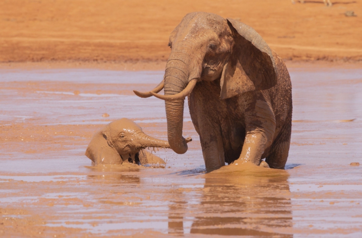 Interesting and surprising facts about elephants - Animals, Elephants, Nature, wildlife, Wild animals, Social Connections, Amazing, Trunk, Proboscis, Tusk, Metabolism, Vegetation, Brain, Smell, Receptors, Text, Longpost, Habits, Habitat