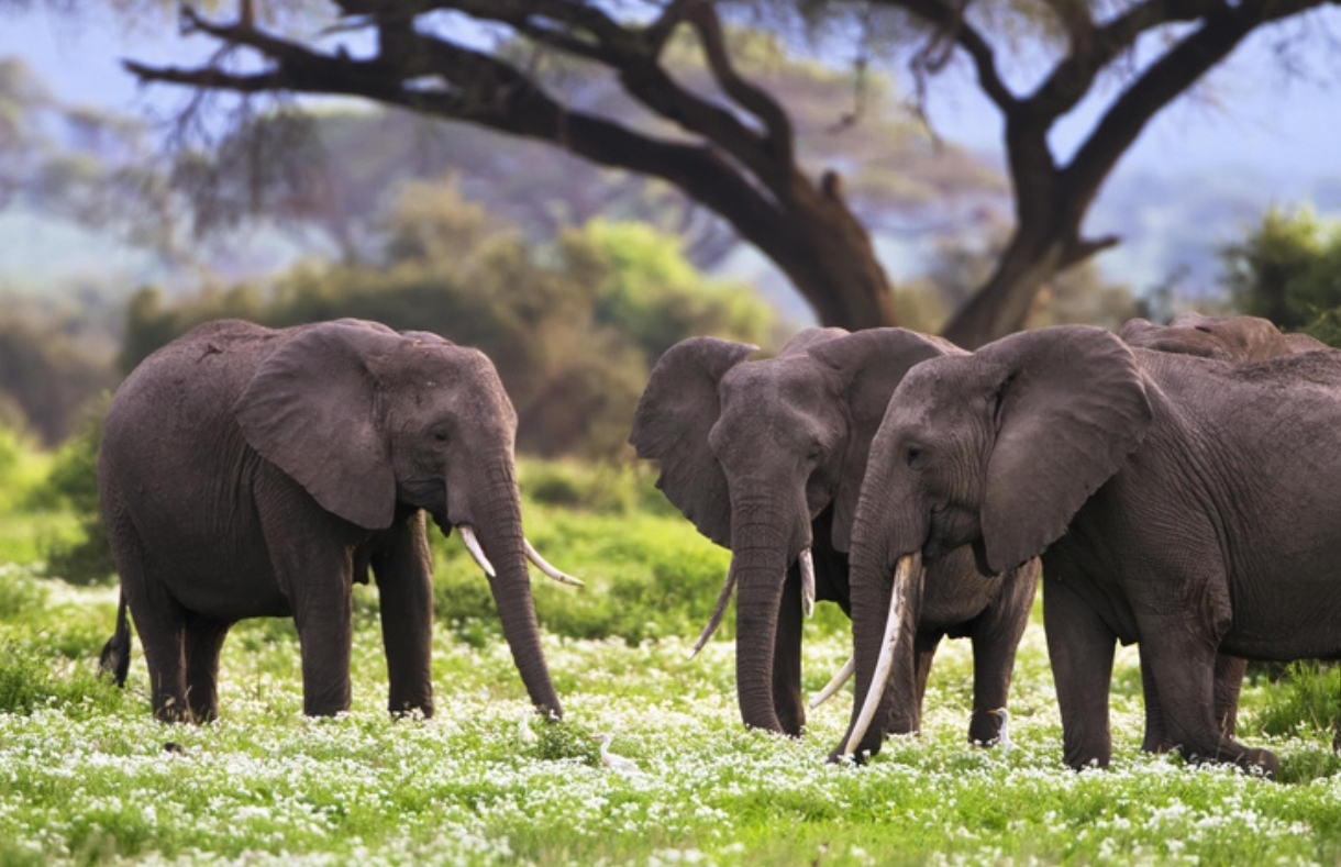 Interesting and surprising facts about elephants - Animals, Elephants, Nature, wildlife, Wild animals, Social Connections, Amazing, Trunk, Proboscis, Tusk, Metabolism, Vegetation, Brain, Smell, Receptors, Text, Longpost, Habits, Habitat