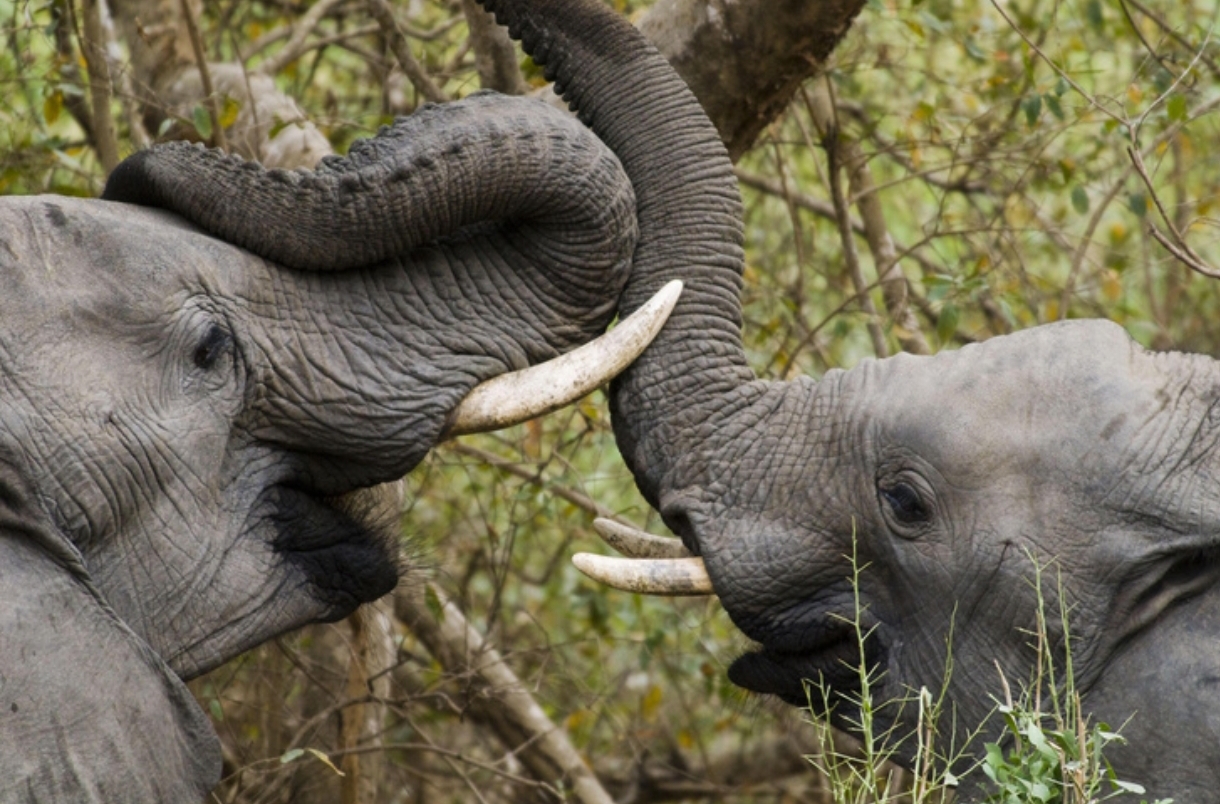 Interesting and surprising facts about elephants - Animals, Elephants, Nature, wildlife, Wild animals, Social Connections, Amazing, Trunk, Proboscis, Tusk, Metabolism, Vegetation, Brain, Smell, Receptors, Text, Longpost, Habits, Habitat