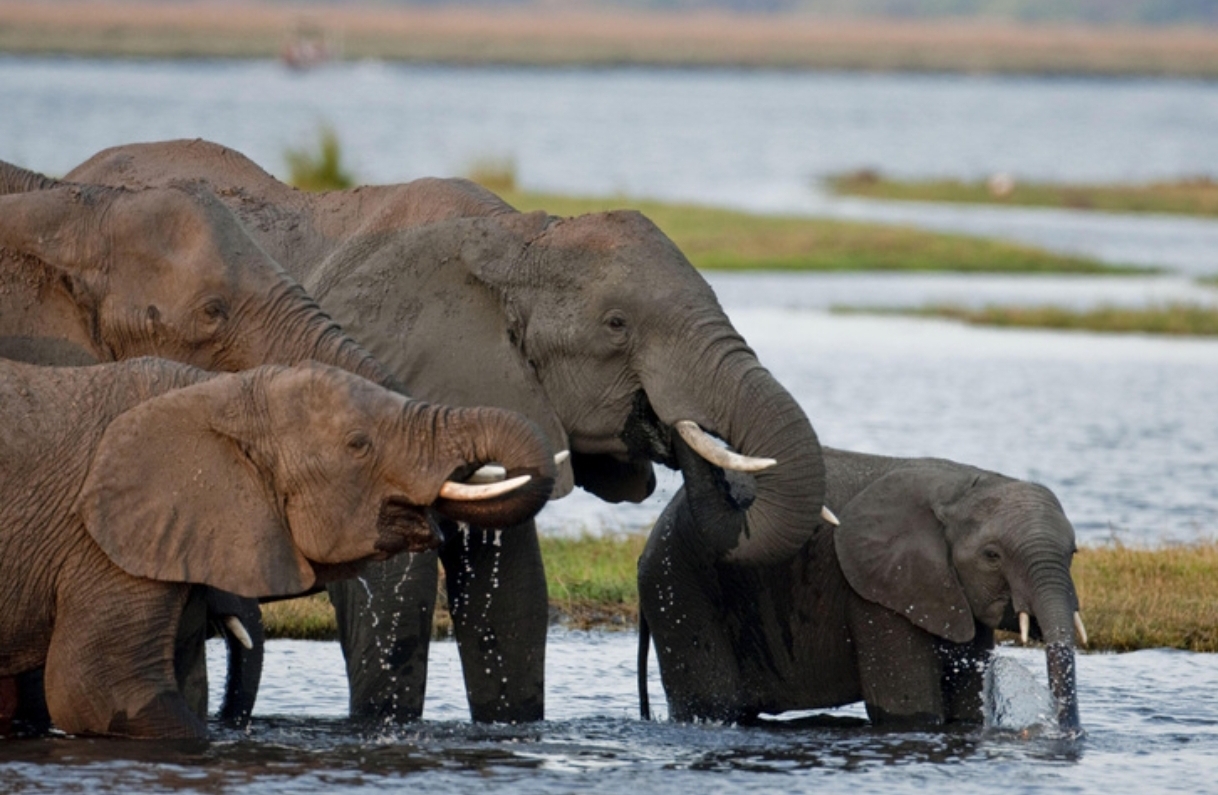 Interesting and surprising facts about elephants - Animals, Elephants, Nature, wildlife, Wild animals, Social Connections, Amazing, Trunk, Proboscis, Tusk, Metabolism, Vegetation, Brain, Smell, Receptors, Text, Longpost, Habits, Habitat