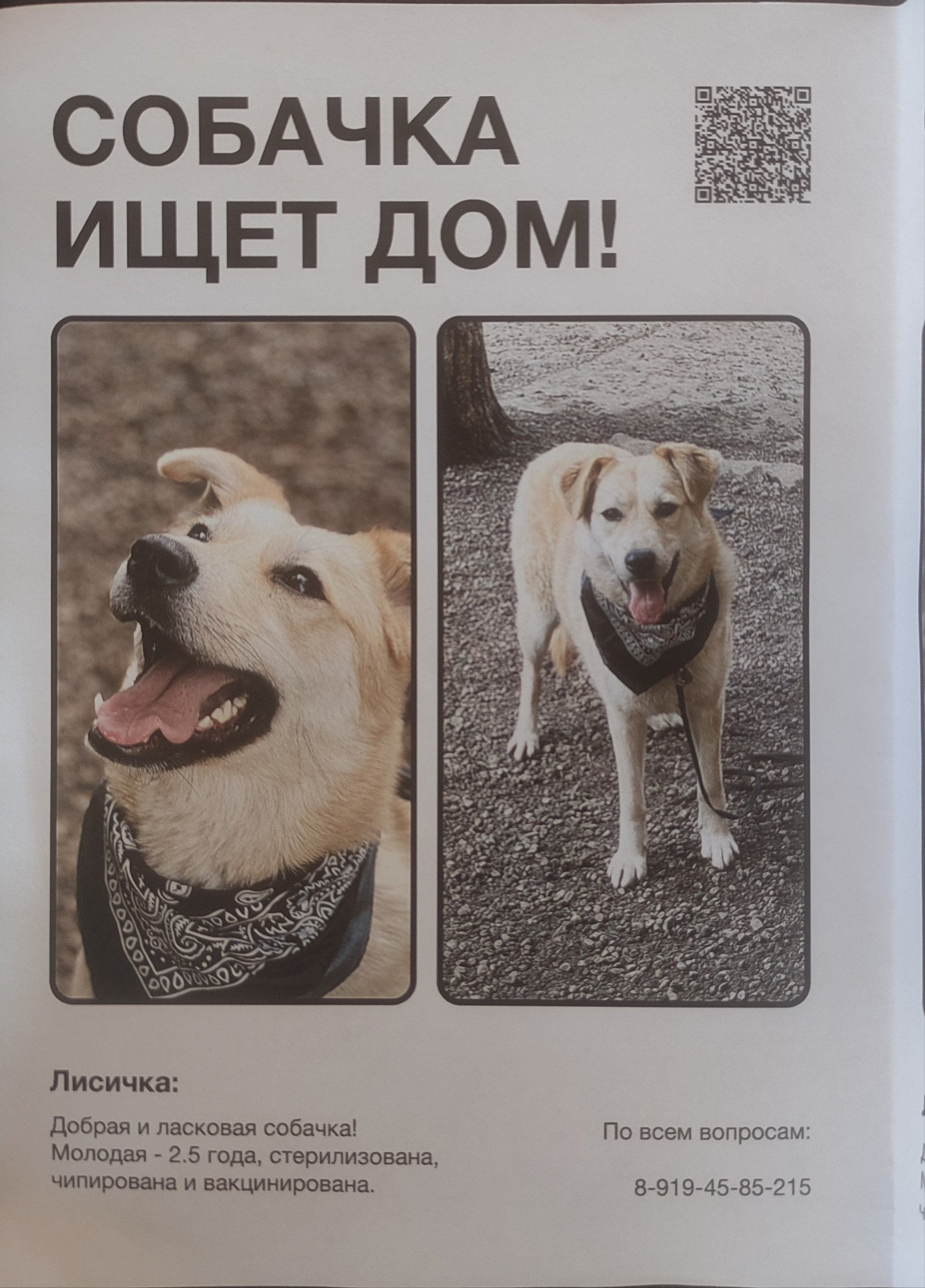 Beauty is looking for a home - Dog, Pets, Lost, In good hands, Saint Petersburg