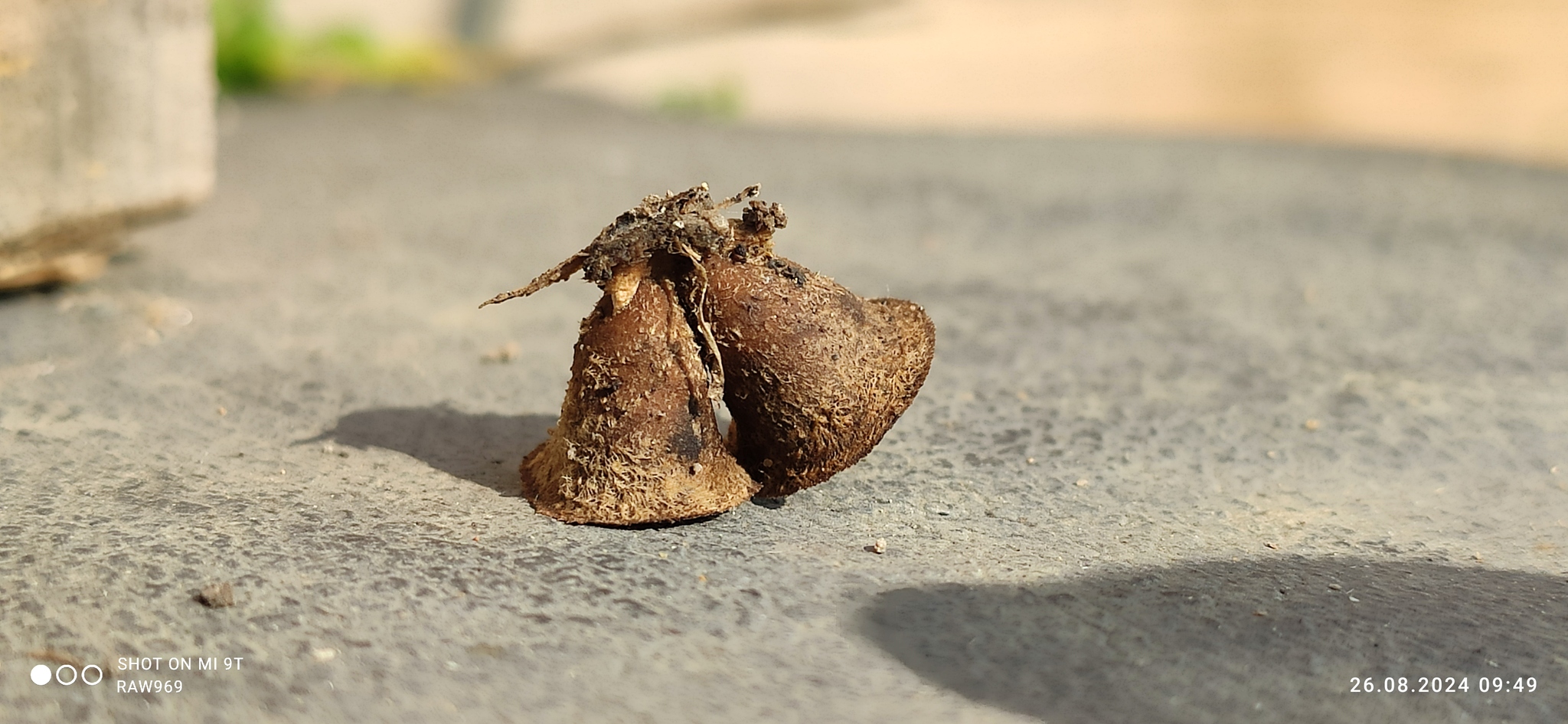 В первый раз в жизни вижу: гриб Бокальчик навозный ( Cyathus stercoreus ) - Моё, Мобильная фотография, Природа, Грибы, Длиннопост