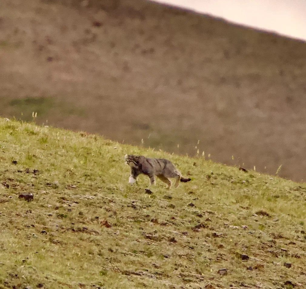 A female Pallas's cat with four kittens was filmed in Sailyugem National Park - Cat family, Wild animals, Predatory animals, Pallas' cat, Small cats, Sailyugem National Park, The photo, wildlife, Altai Republic, Kosh-Agach, Video, Longpost, Young