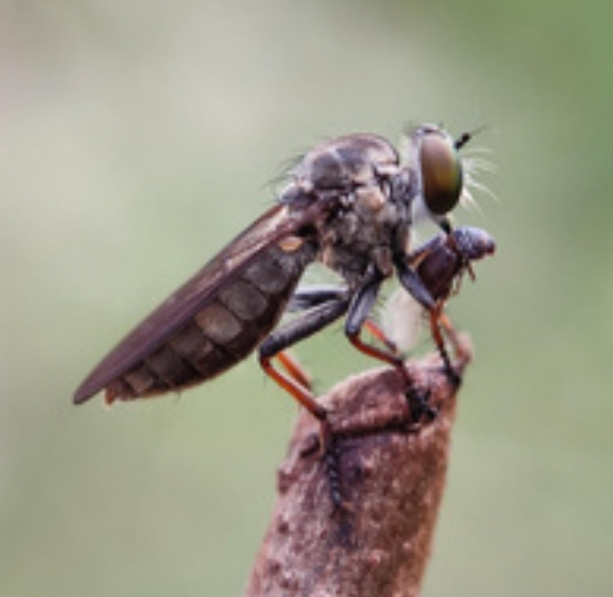 Real birds: how the most ruthless killer flies live - Insects, Муха, Killer, Killer, Diptera, View, Eyes, Flight, Pests, Forest, Research, Habitat, Environment, Text, Longpost