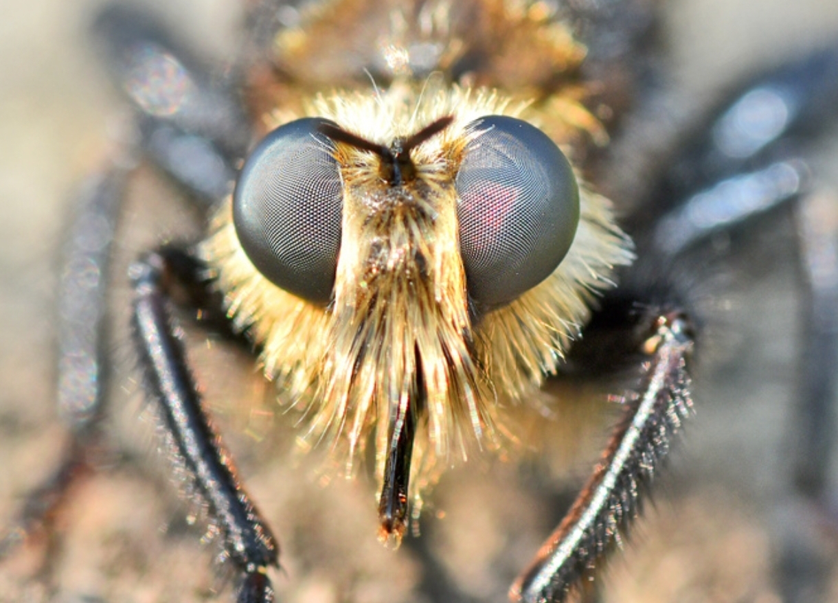 Real birds: how the most ruthless killer flies live - Insects, Муха, Killer, Killer, Diptera, View, Eyes, Flight, Pests, Forest, Research, Habitat, Environment, Text, Longpost