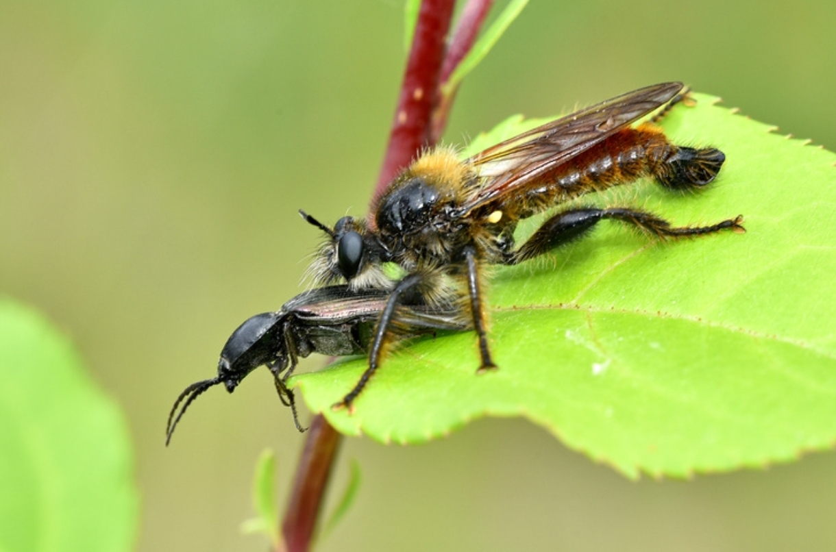 Real birds: how the most ruthless killer flies live - Insects, Муха, Killer, Killer, Diptera, View, Eyes, Flight, Pests, Forest, Research, Habitat, Environment, Text, Longpost