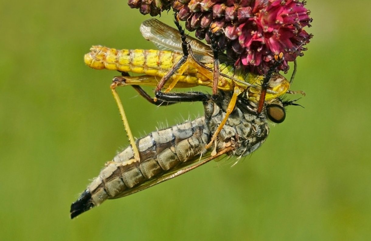 Real birds: how the most ruthless killer flies live - Insects, Муха, Killer, Killer, Diptera, View, Eyes, Flight, Pests, Forest, Research, Habitat, Environment, Text, Longpost