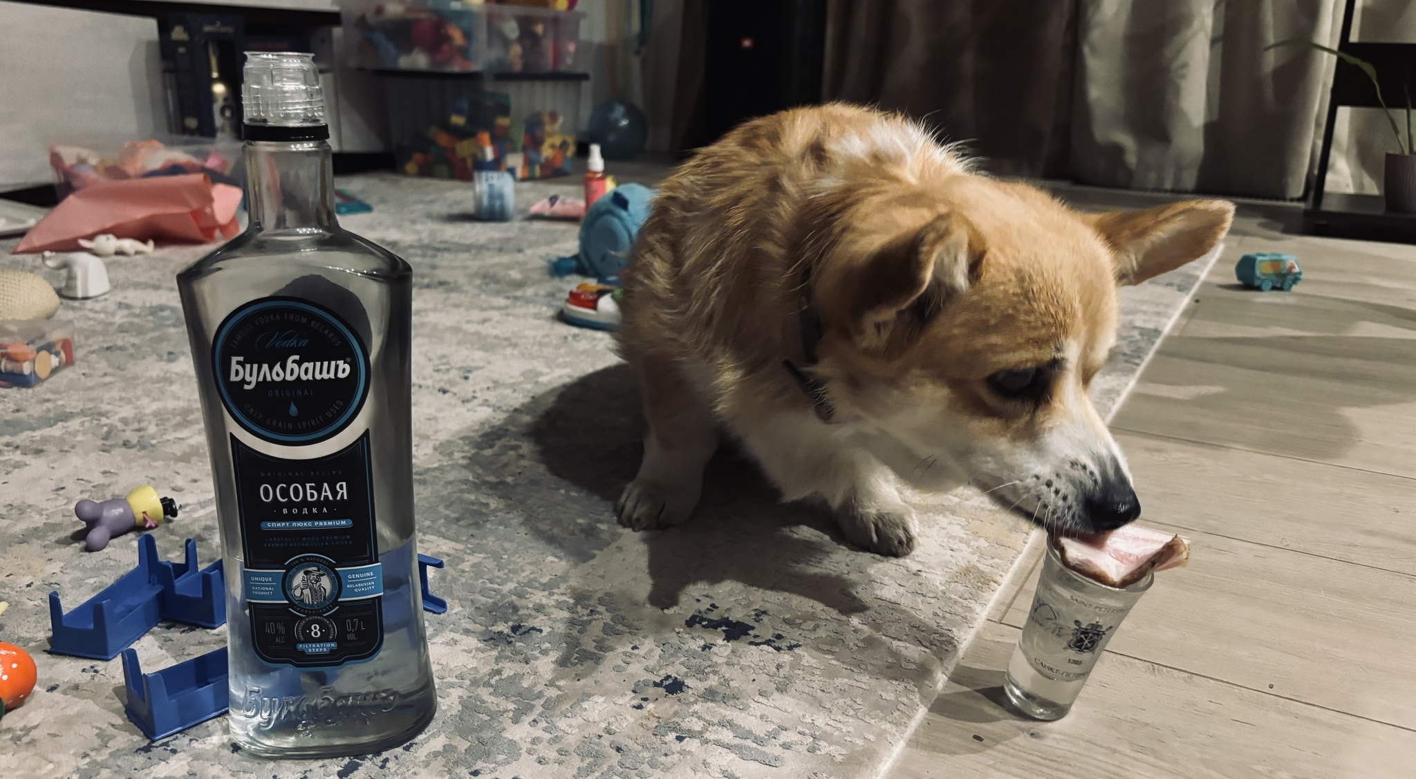 Vodka without lard - Corgi to the wind! - My, Corgi, Salo, Vodka, Dog