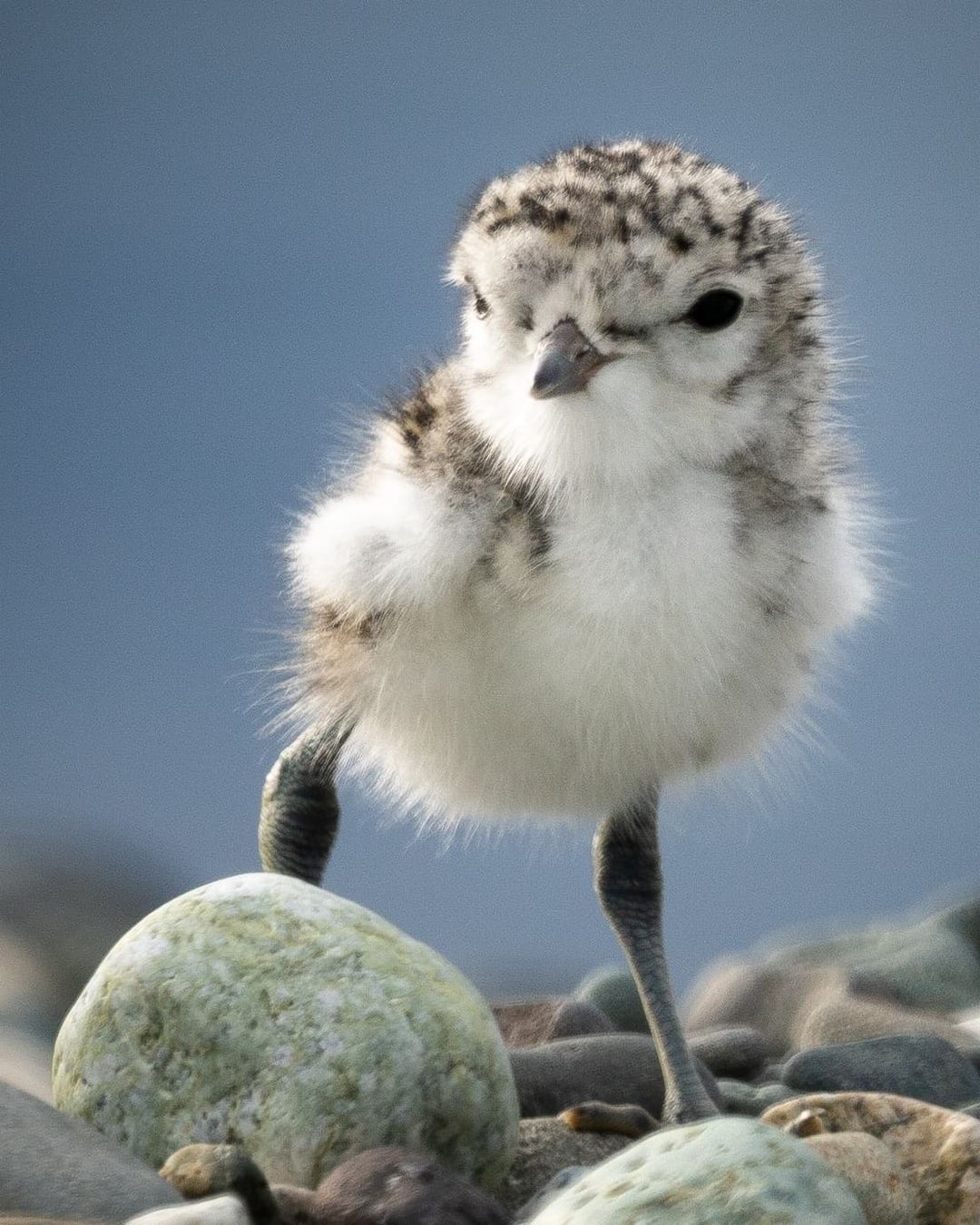 Two-lined Plover chick - Plover, Birds, Chick, Wild animals, wildlife, New Zealand, The photo, Longpost