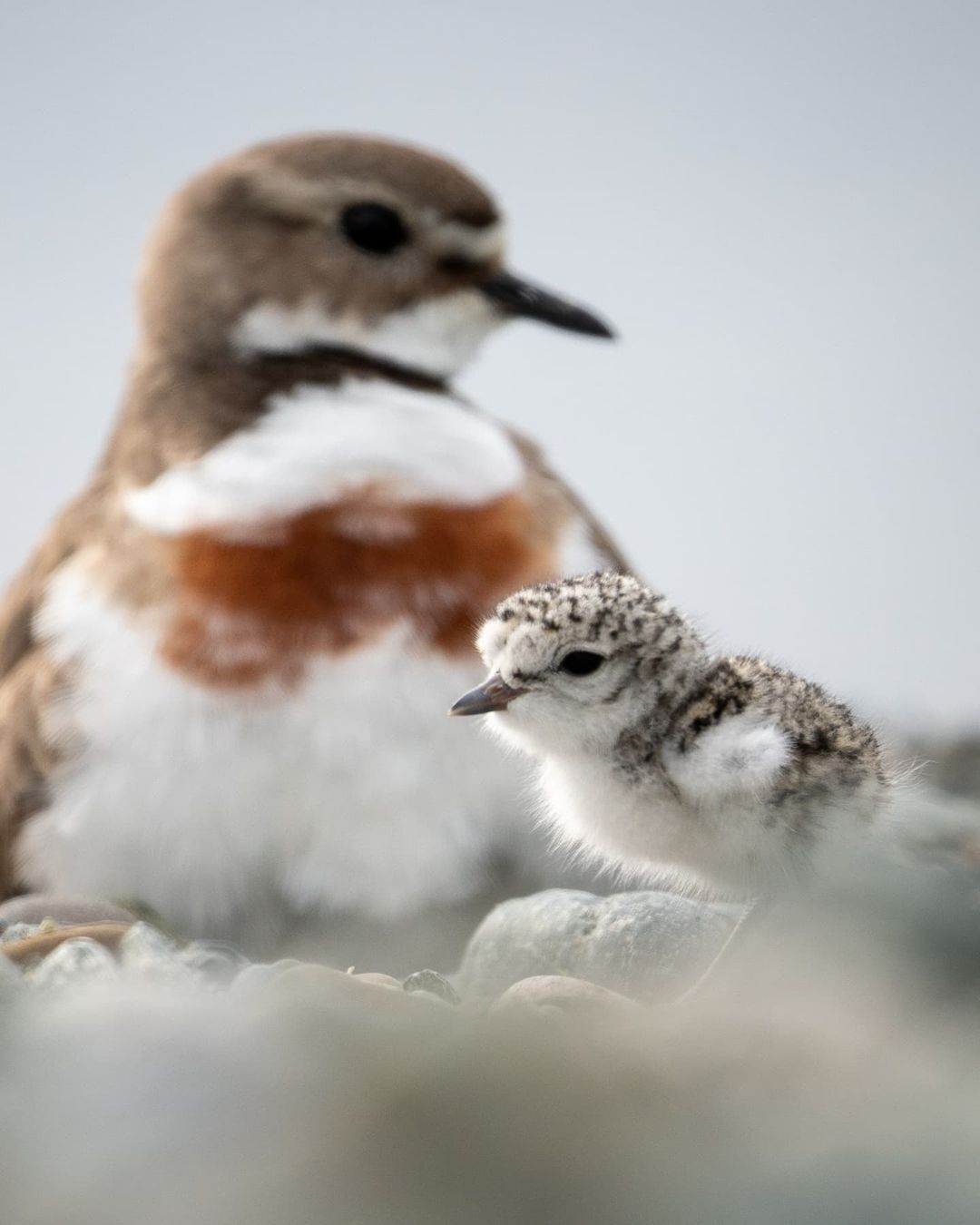 Two-lined Plover chick - Plover, Birds, Chick, Wild animals, wildlife, New Zealand, The photo, Longpost