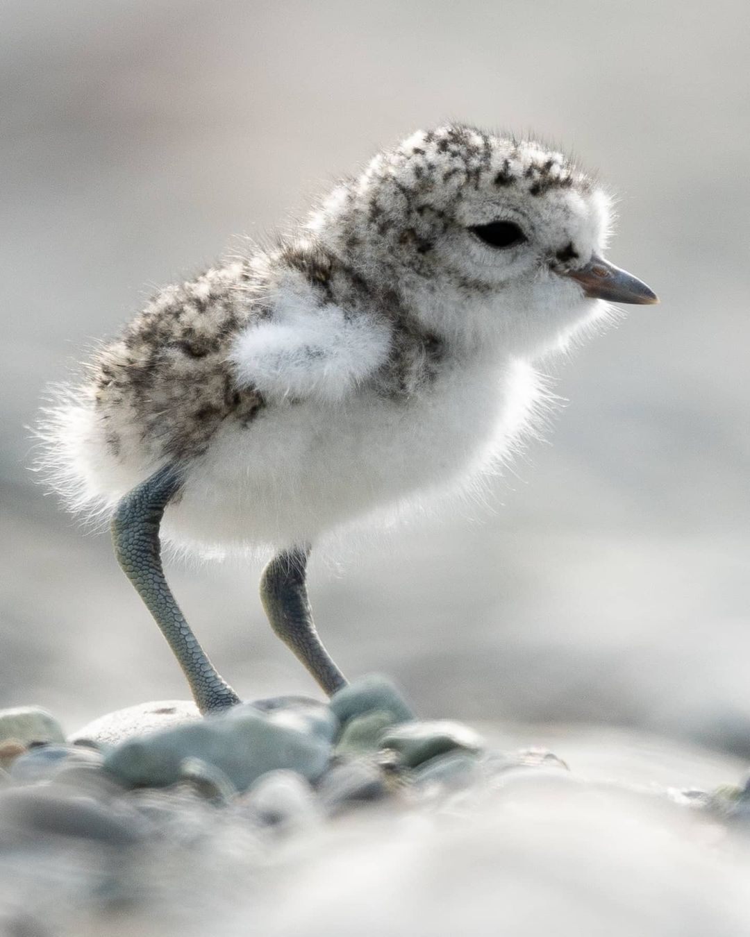 Two-lined Plover chick - Plover, Birds, Chick, Wild animals, wildlife, New Zealand, The photo, Longpost