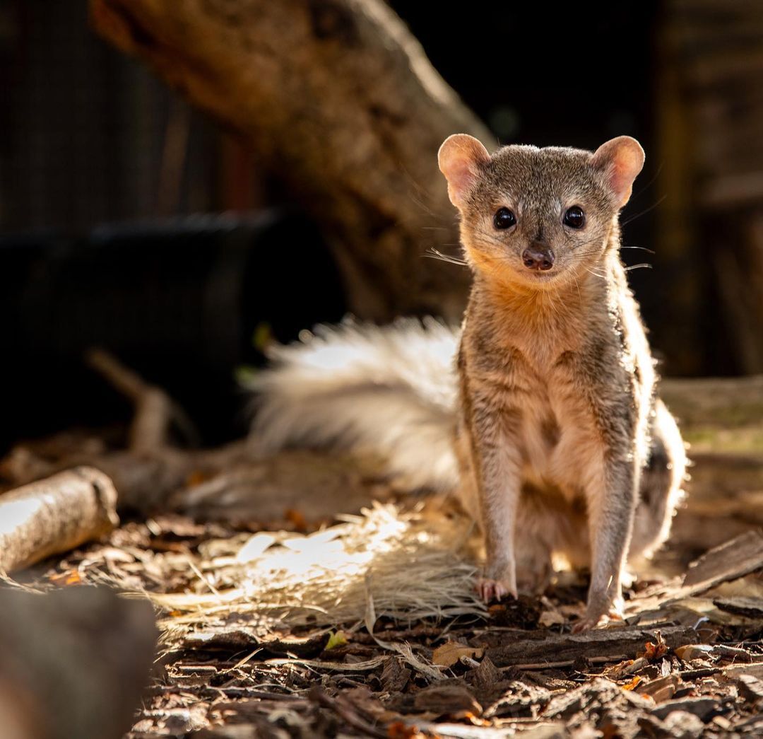 Mungo Grandidier - Endangered species, Predatory animals, Wild animals, Zoo, The photo, Longpost