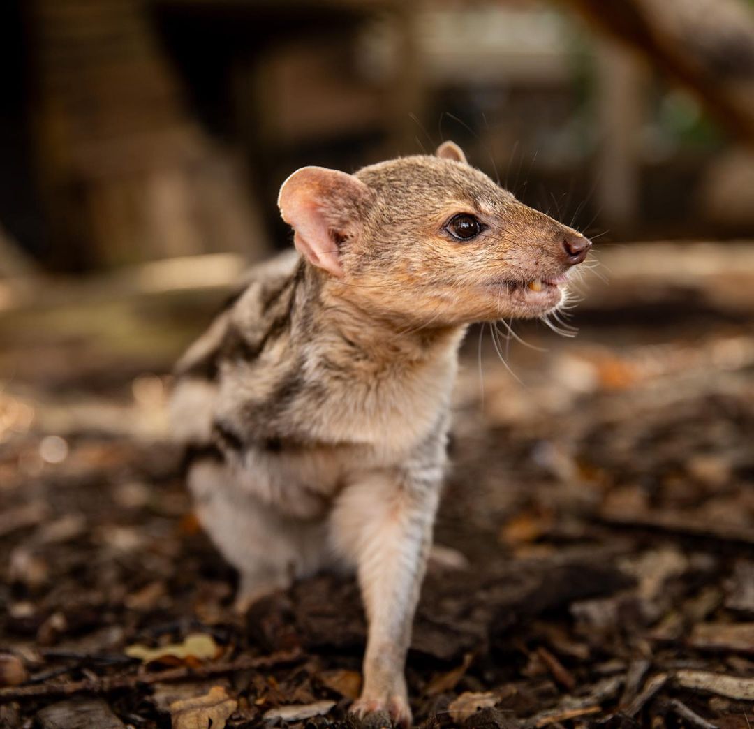 Mungo Grandidier - Endangered species, Predatory animals, Wild animals, Zoo, The photo, Longpost