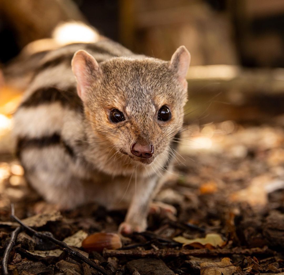 Mungo Grandidier - Endangered species, Predatory animals, Wild animals, Zoo, The photo, Longpost