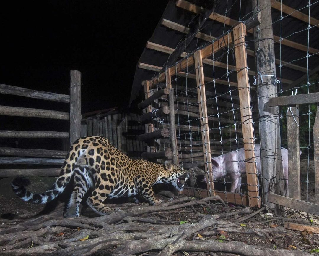 The pig is close, but you won't bite - Jaguar, Big cats, Cat family, Predatory animals, Wild animals, Pig, Artiodactyls, Pets, wildlife, North America, The photo, Phototrap, Night shooting, Fence