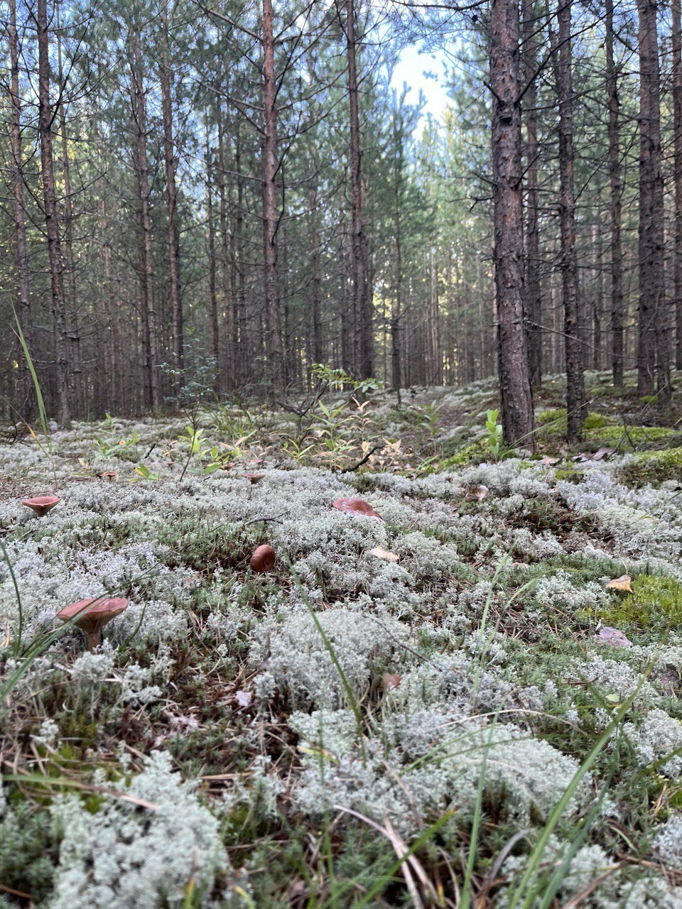 Walk - beauty, Nature, People, Positive, Forest, Mood, Dog, Mushrooms, Summer, Longpost, Walk in the woods, The photo