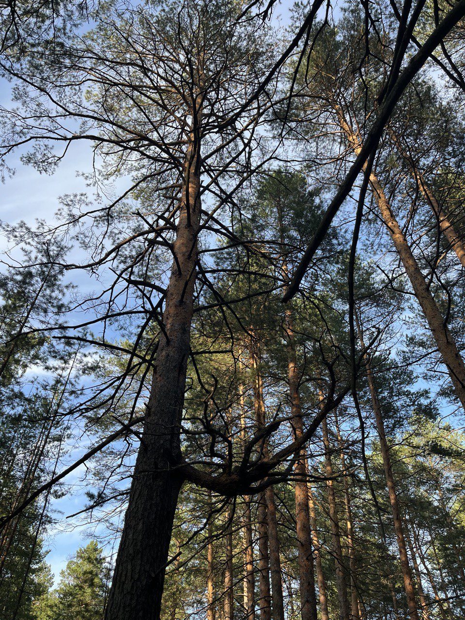 Walk - beauty, Nature, People, Positive, Forest, Mood, Dog, Mushrooms, Summer, Longpost, Walk in the woods, The photo