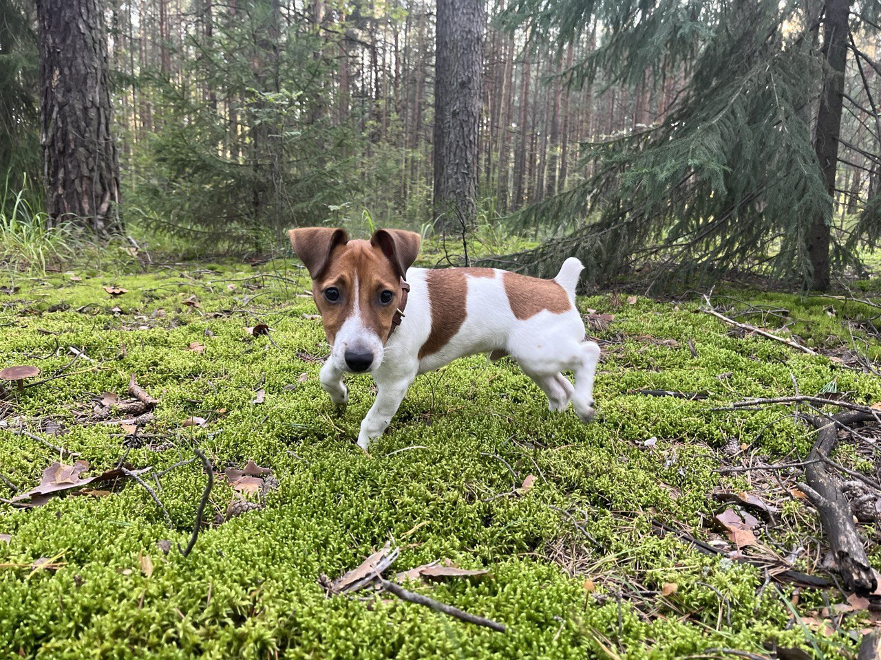 Walk - beauty, Nature, People, Positive, Forest, Mood, Dog, Mushrooms, Summer, Longpost, Walk in the woods, The photo