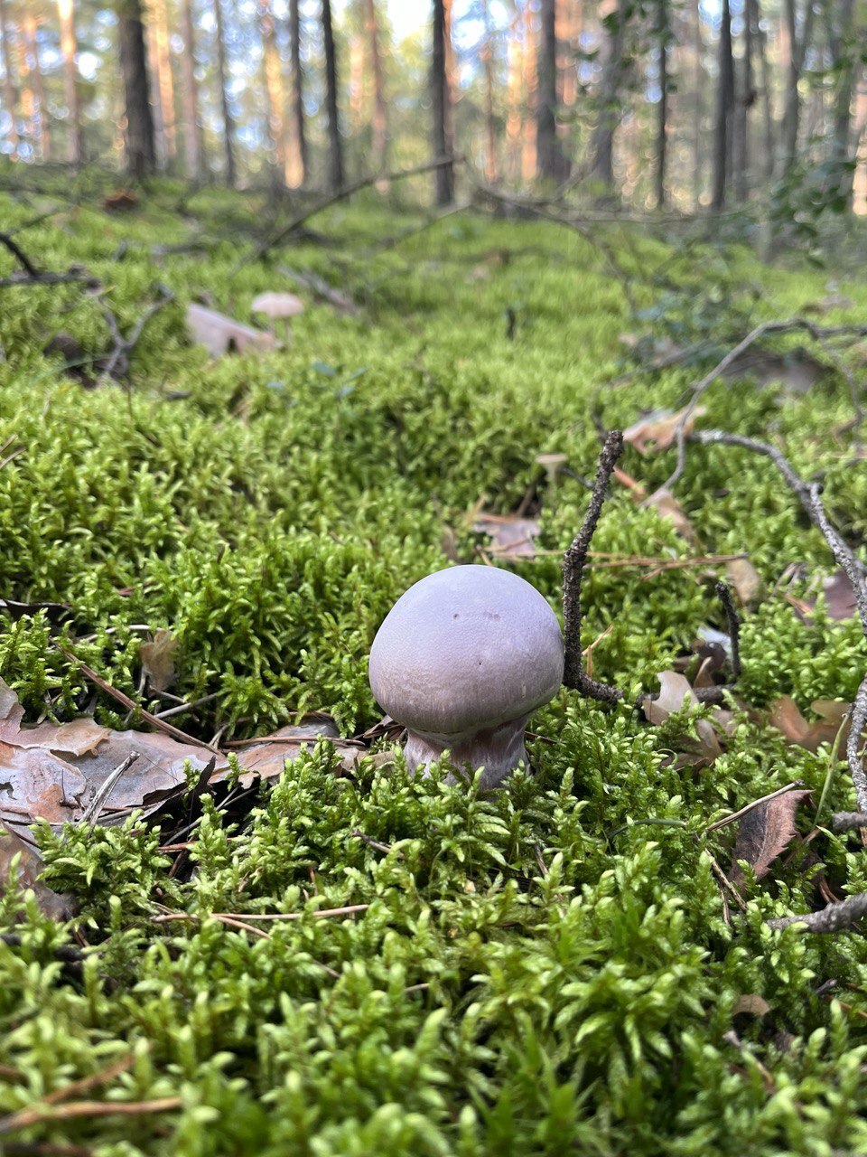 Walk - beauty, Nature, People, Positive, Forest, Mood, Dog, Mushrooms, Summer, Longpost, Walk in the woods, The photo