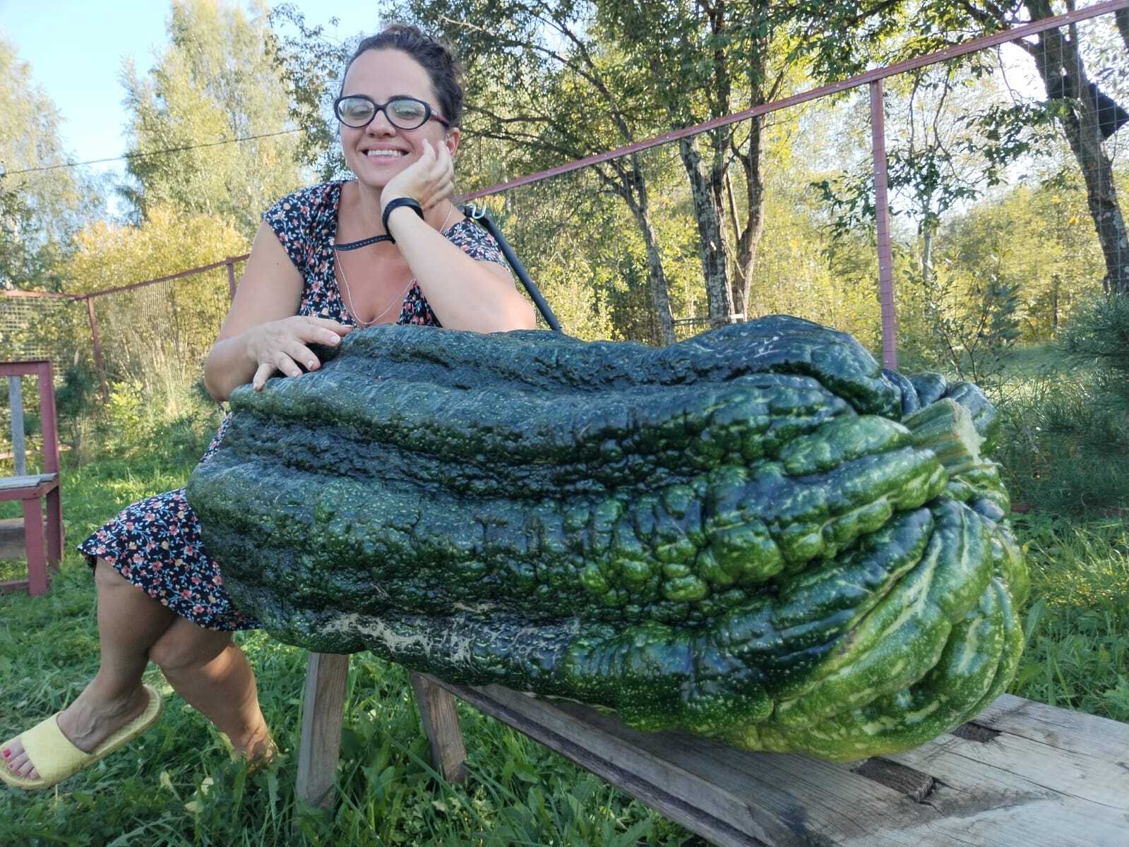 New Russian record! Giant Zucchini weighing 50.92 kg!!! - My, Zucchini, Giants, Gigantomania, Vegetables, Garden, Video, Longpost