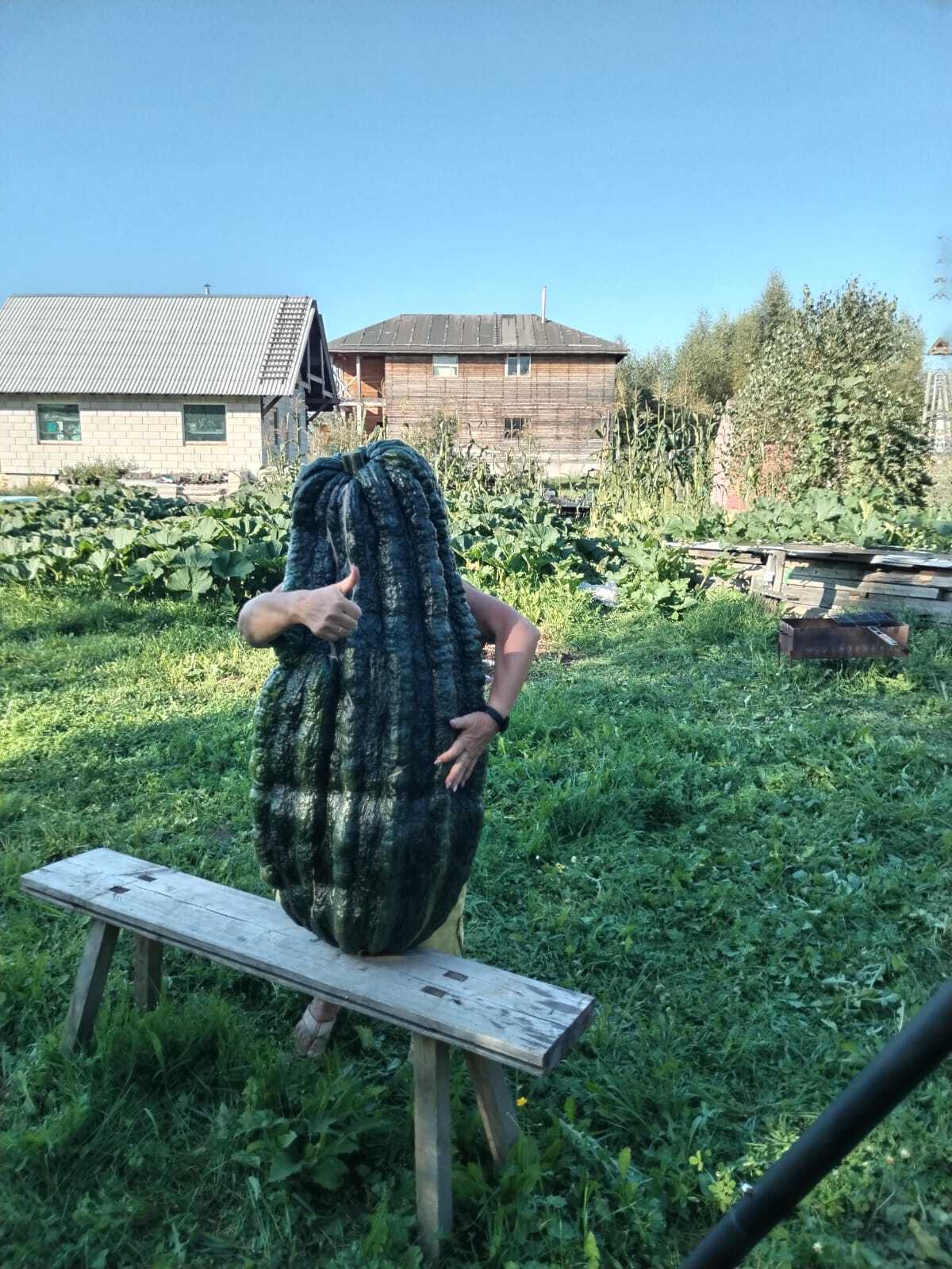 New Russian record! Giant Zucchini weighing 50.92 kg!!! - My, Zucchini, Giants, Gigantomania, Vegetables, Garden, Video, Longpost