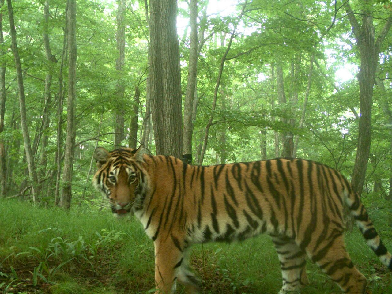 Summer flew by so quickly - Amur tiger, The photo, Phototrap, Cat family, National park, Land of the Leopard, Primorsky Krai, wildlife, Predatory animals, Tiger, Big cats, Wild animals, Telegram (link)