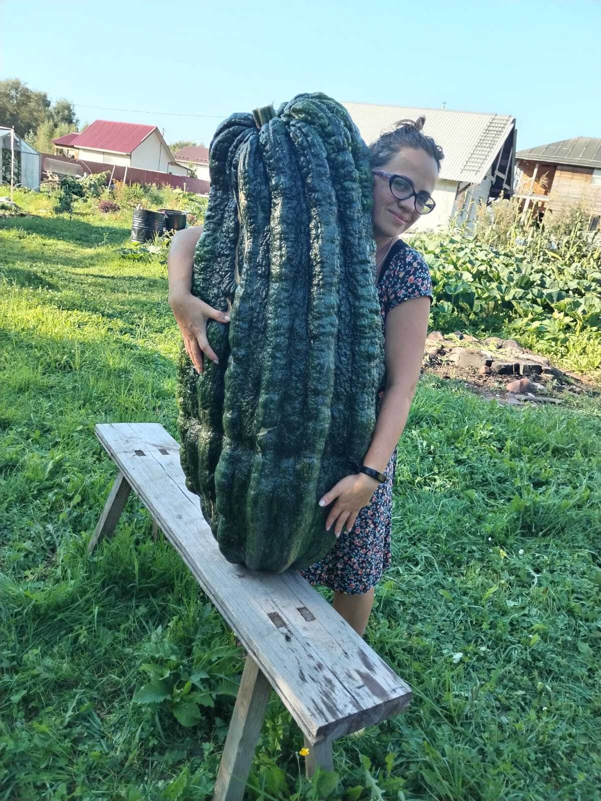 New Russian record! Giant Zucchini weighing 50.92 kg!!! - My, Zucchini, Giants, Gigantomania, Vegetables, Garden, Video, Longpost