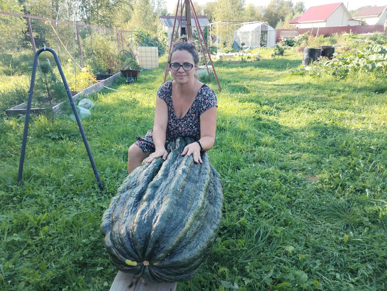 New Russian record! Giant Zucchini weighing 50.92 kg!!! - My, Zucchini, Giants, Gigantomania, Vegetables, Garden, Video, Longpost