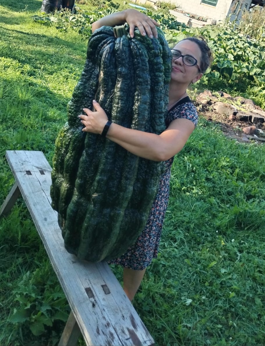 New Russian record! Giant Zucchini weighing 50.92 kg!!! - My, Zucchini, Giants, Gigantomania, Vegetables, Garden, Video, Longpost