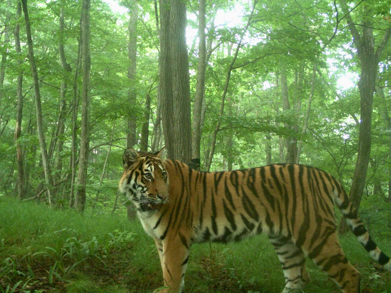 Summer flew by so quickly - Amur tiger, The photo, Phototrap, Cat family, National park, Land of the Leopard, Primorsky Krai, wildlife, Predatory animals, Tiger, Big cats, Wild animals, Telegram (link)