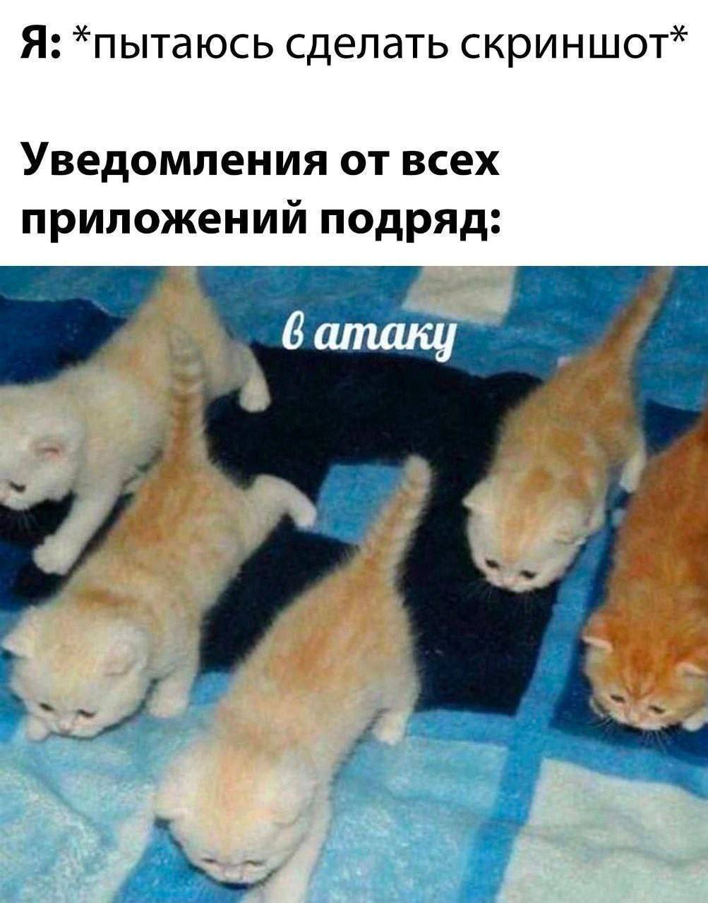 Screenshot - Humor, Picture with text, Memes, cat, Notification, Kittens, Telegram (link)