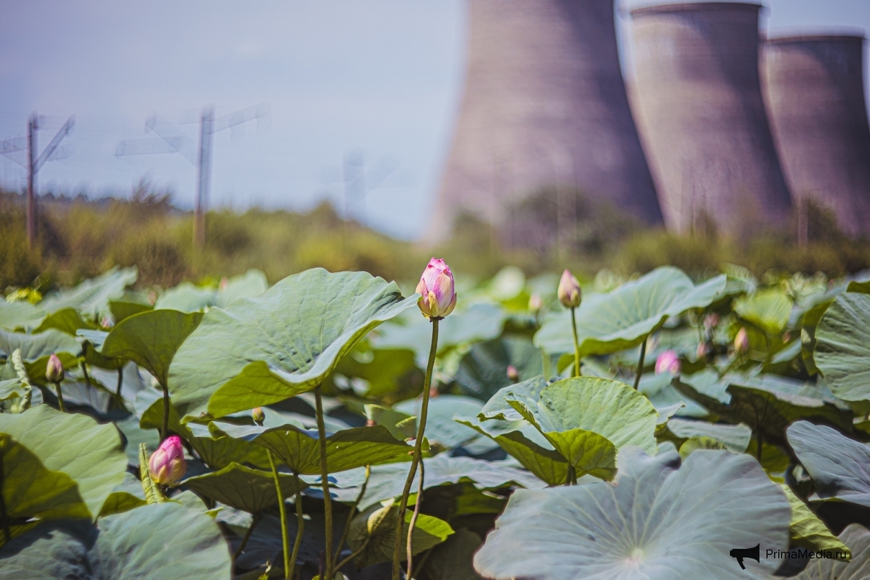 Famous lotuses at the cooling towers of Artyom - My, 15 years ago, Cooling tower, Lotus, Дальний Восток, Longpost