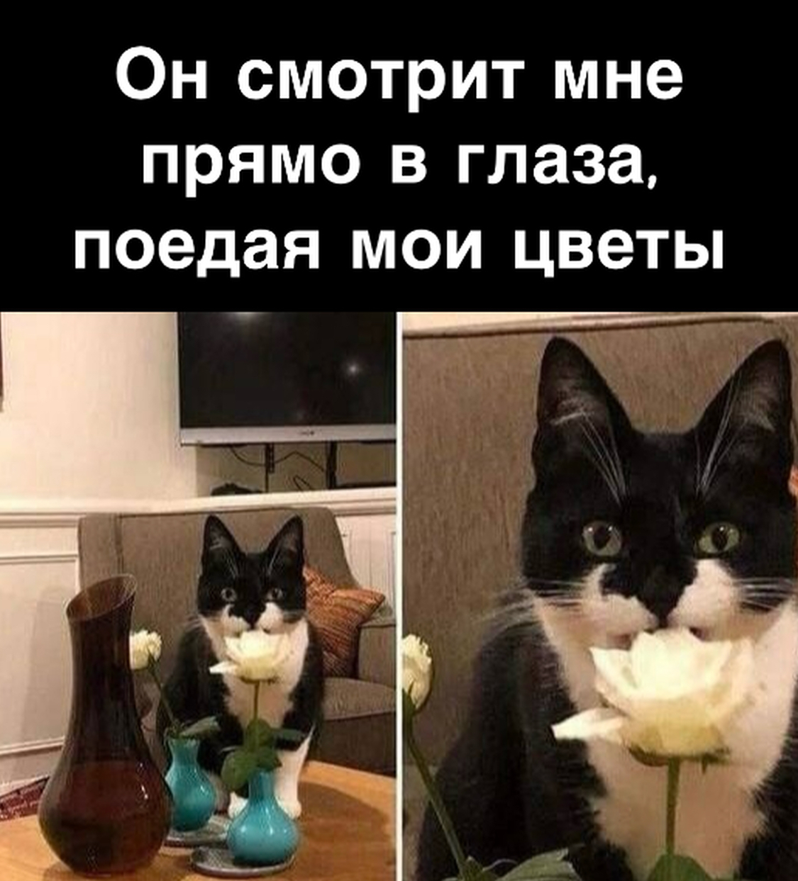 Am - Humor, Picture with text, cat, Flowers, Is eating, Telegram (link)