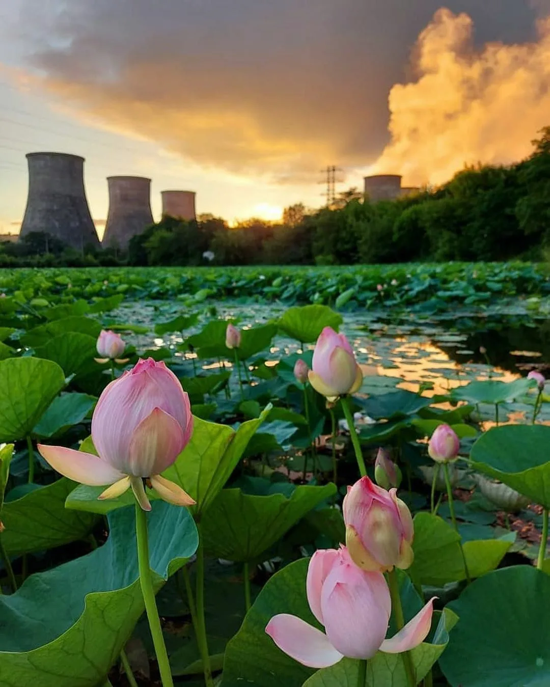 Famous lotuses at the cooling towers of Artyom - My, 15 years ago, Cooling tower, Lotus, Дальний Восток, Longpost