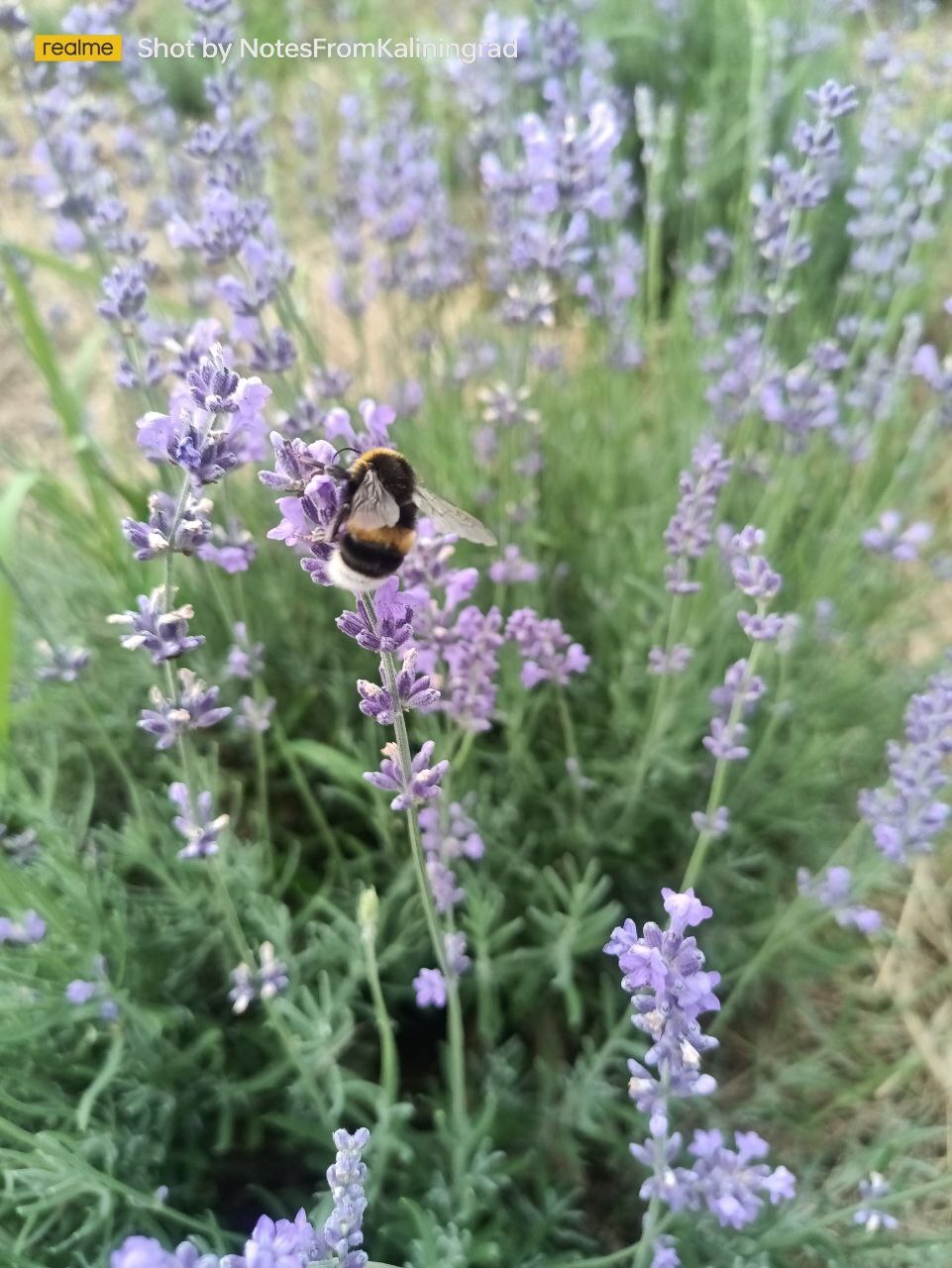 Striped worker - My, Bumblebee, Insects, The photo, Street photography, Kaliningrad region, Kaliningrad, Lavender, Flowers, Longpost