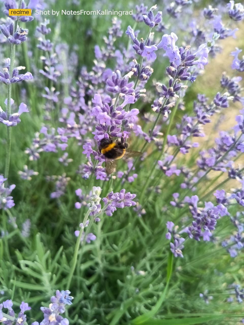 Striped worker - My, Bumblebee, Insects, The photo, Street photography, Kaliningrad region, Kaliningrad, Lavender, Flowers, Longpost